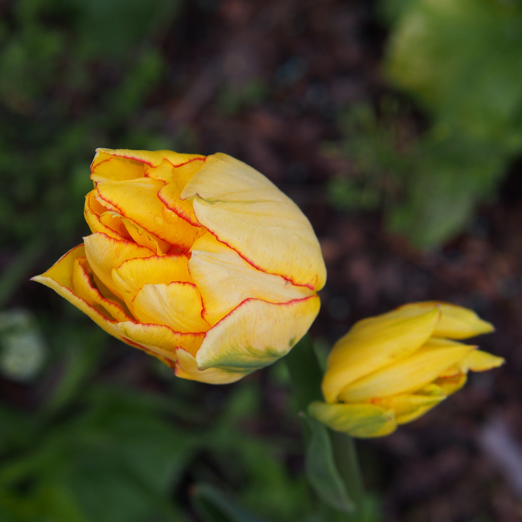 Tulip Bulbs Aquilla  Blooms Species Growing Bonsai Roots Rhizomes Corms Tubers Potted Planting Reblooming Fragrant Garden Flower Seeds Plant
