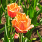 Tulip Bulbs Lambada (Fringed)  Blooms Species Growing Bonsai Roots Rhizomes Corms Tubers Potted Planting Reblooming Fragrant Garden Flower Seeds Plant