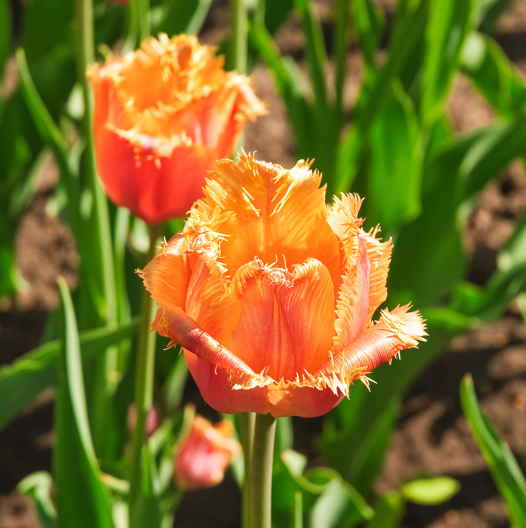 Tulip Bulbs Lambada (Fringed)  Blooms Species Growing Bonsai Roots Rhizomes Corms Tubers Potted Planting Reblooming Fragrant Garden Flower Seeds Plant