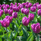 Tulip Bulbs Negrita Blooms Species Growing Bonsai Roots Rhizomes Corms Tubers Potted Planting Reblooming Fragrant Garden Flower Seeds Plant
