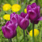 Tulip Bulbs Negrita Blooms Species Growing Bonsai Roots Rhizomes Corms Tubers Potted Planting Reblooming Fragrant Garden Flower Seeds Plant