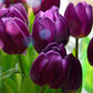 Tulip Bulbs Negrita Blooms Species Growing Bonsai Roots Rhizomes Corms Tubers Potted Planting Reblooming Fragrant Garden Flower Seeds Plant