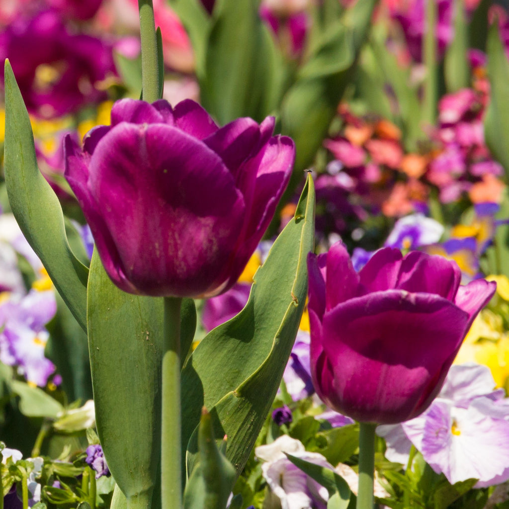 Tulip Bulbs Negrita Blooms Species Growing Bonsai Roots Rhizomes Corms Tubers Potted Planting Reblooming Fragrant Garden Flower Seeds Plant