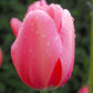 Tulip Bulbs Pink Impression Blooms Species Growing Bonsai Roots Rhizomes Corms Tubers Potted Planting Reblooming Fragrant Garden Flower Seeds Plant