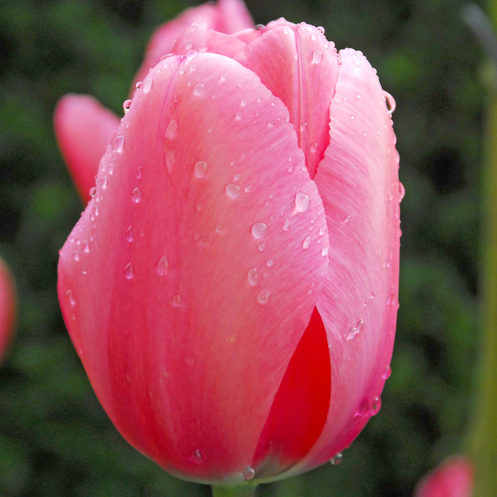 Tulip Bulbs Pink Impression Blooms Species Growing Bonsai Roots Rhizomes Corms Tubers Potted Planting Reblooming Fragrant Garden Flower Seeds Plant