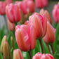 Tulip Bulbs Pink Impression Blooms Species Growing Bonsai Roots Rhizomes Corms Tubers Potted Planting Reblooming Fragrant Garden Flower Seeds Plant