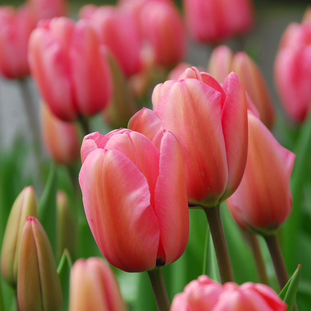 Tulip Bulbs Pink Impression Blooms Species Growing Bonsai Roots Rhizomes Corms Tubers Potted Planting Reblooming Fragrant Garden Flower Seeds Plant