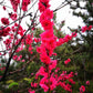 Peach Tree Crimson Rocket