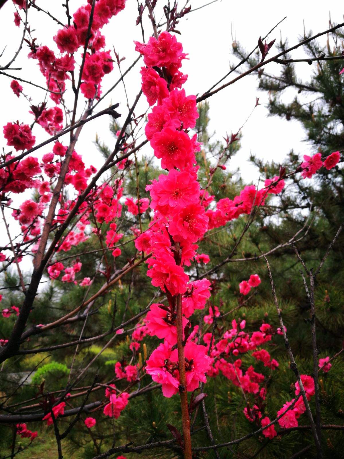 Peach Tree Crimson Rocket