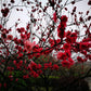Peach Tree Crimson Rocket