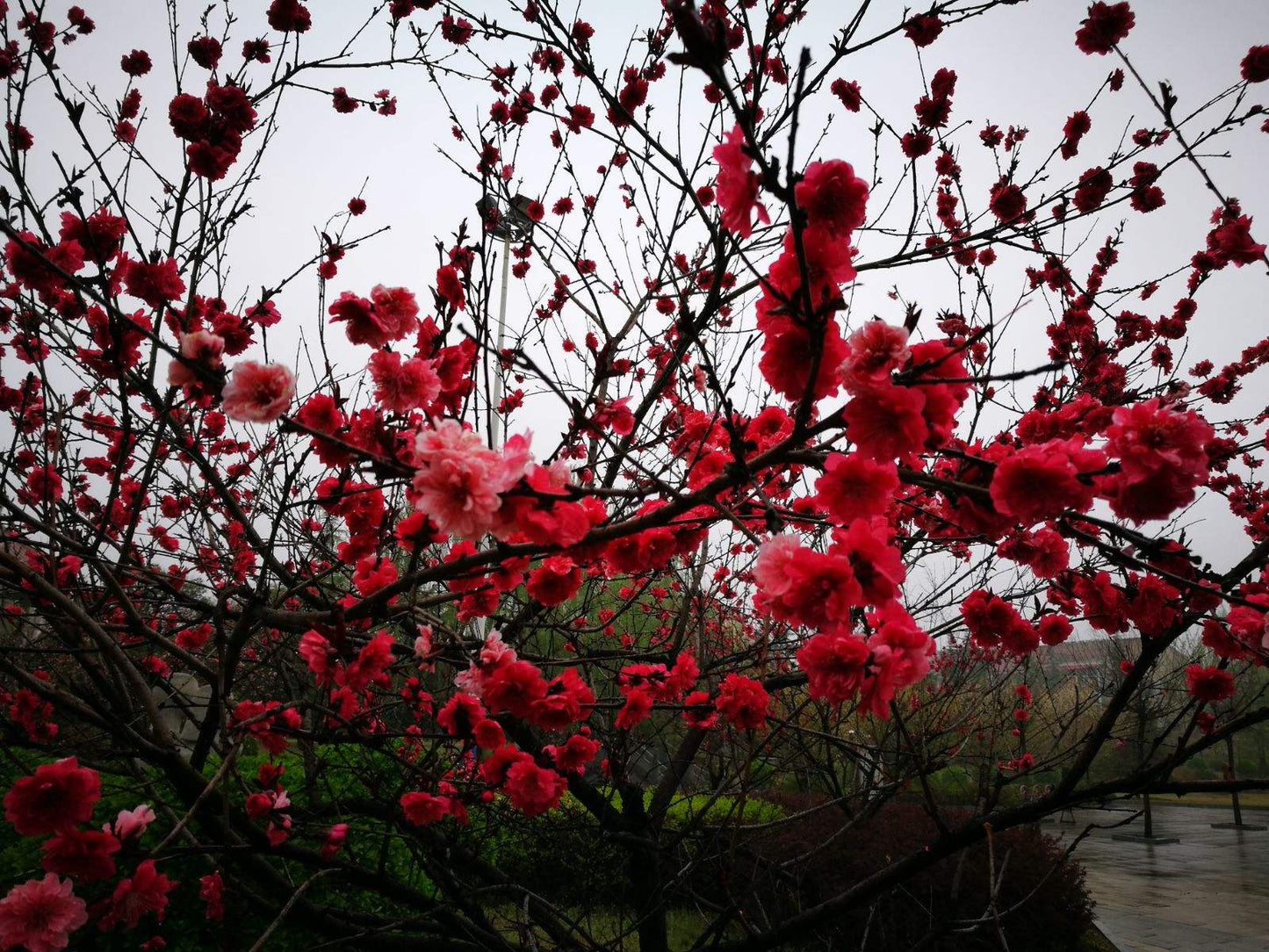 Peach Tree Crimson Rocket