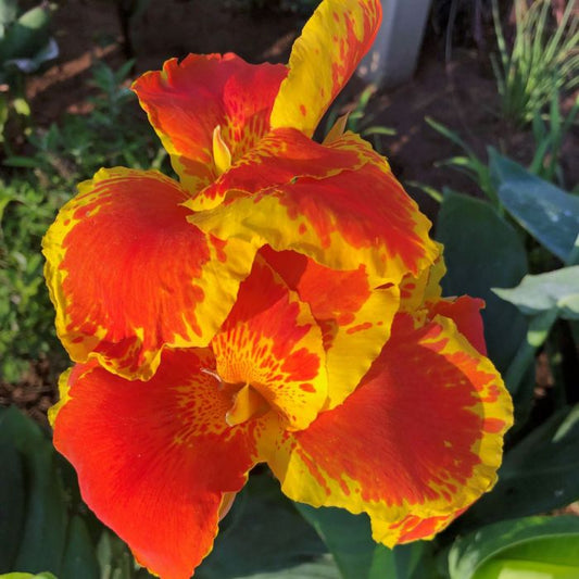 Thai Sunray Canna Bulbs Perennial Growing Bonsai Roots Rhizomes Corms Tubers Potted Planting Reblooming Fragrant Garden Species Blooms Flower Seeds Plant Gardening