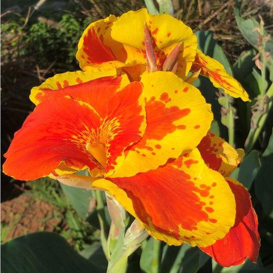 Thai Sunray Canna Bulbs Perennial Growing Bonsai Roots Rhizomes Corms Tubers Potted Planting Reblooming Fragrant Garden Species Blooms Flower Seeds Plant Gardening