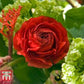 Red Ranunculus  Corms Bulbs Growing Bonsai Roots Rhizomes Tubers Potted Planting Reblooming Fragrant Garden Species Blooms Flower Seeds Plant Gardening