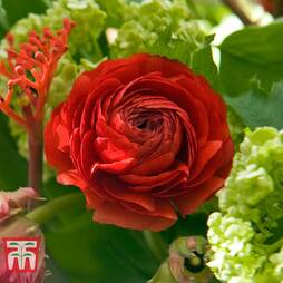 Red Ranunculus  Corms Bulbs Growing Bonsai Roots Rhizomes Tubers Potted Planting Reblooming Fragrant Garden Species Blooms Flower Seeds Plant Gardening