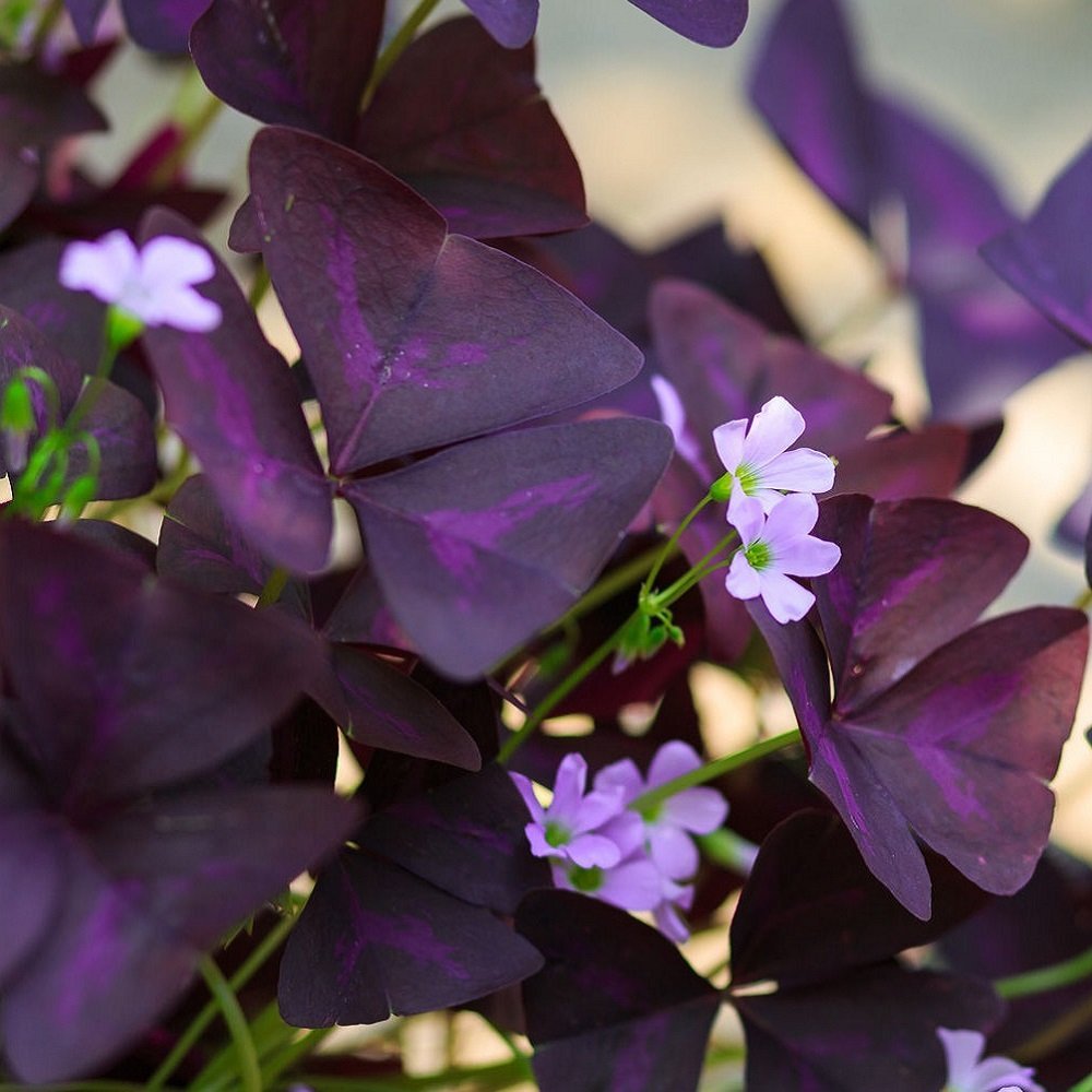 Seedsplant A004 Oxalis Triangularis Purple Shamrock Bulbs Wood Sorrel Shamrock Perennial Growing Bonsai Roots Rhizomes Corms Tubers Potted Planting Reblooming Fragrant Garden Species Blooms Flower Seeds Plant Gardening