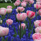 Collection  Magenta Grape Hyacinth Magic Bulbs Blooms Species Growing Bonsai Roots Rhizomes Corms Tubers Potted Planting Reblooming Fragrant Garden Flower Seeds Plant Gardening