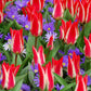 Stars & Stripes Blend - Anemone & Tulip Bulbs Blooms Species Growing Bonsai Roots Rhizomes Corms Tubers Potted Planting Reblooming Fragrant Garden Flower Seeds Plant
