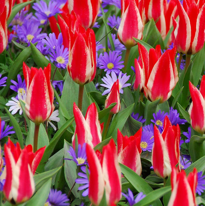 Stars & Stripes Blend - Anemone & Tulip Bulbs Blooms Species Growing Bonsai Roots Rhizomes Corms Tubers Potted Planting Reblooming Fragrant Garden Flower Seeds Plant
