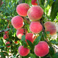 Peach Tree Crimson Rocket