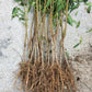 Peach Tree Crimson Rocket