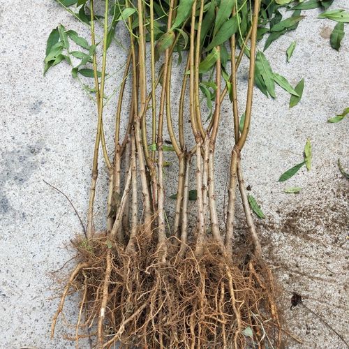 Peach Tree Crimson Rocket