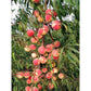 Peach Tree Crimson Rocket
