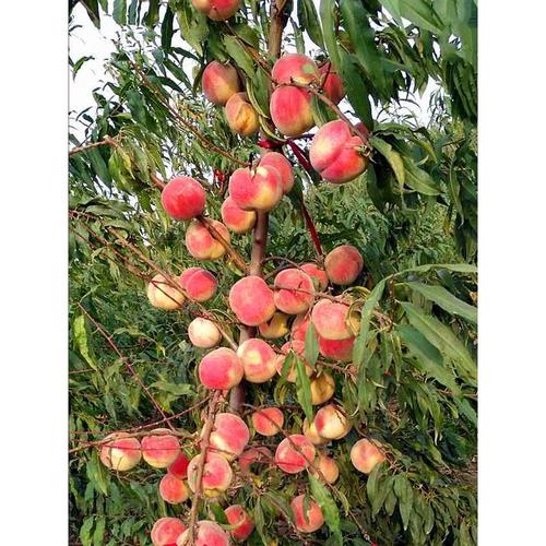 Peach Tree Crimson Rocket