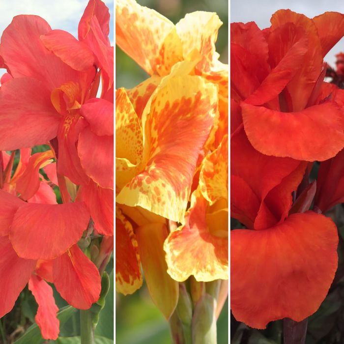 Vintage Collection Canna Bulbs Perennial Growing Bonsai Roots Rhizomes Corms Tubers Potted Planting Reblooming Fragrant Garden Species Blooms Flower Seeds Plant Gardening