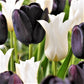 Tulip Bulbs Tuxedo Party Collection Blooms Species Growing Bonsai Roots Rhizomes Corms Tubers Potted Planting Reblooming Fragrant Garden Flower Seeds Plant