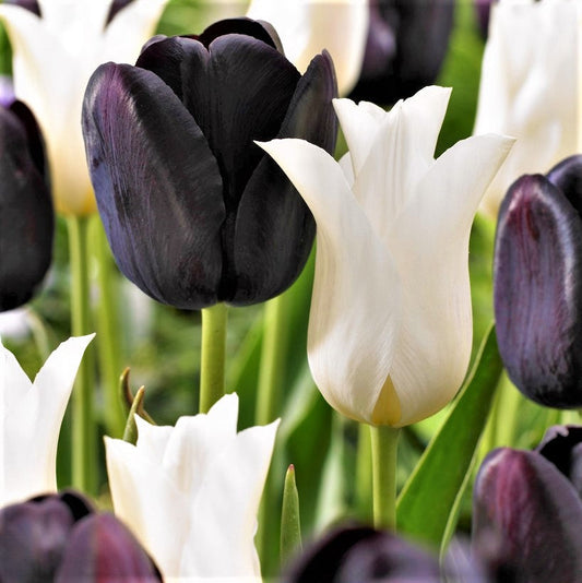 Tulip Bulbs Tuxedo Party Collection Blooms Species Growing Bonsai Roots Rhizomes Corms Tubers Potted Planting Reblooming Fragrant Garden Flower Seeds Plant