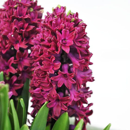 Woodstock Hyacinth Bulbs Blooms Species Growing Bonsai Roots Rhizomes Corms Tubers Potted Planting Reblooming Fragrant Garden Flower Seeds Plant Gardening