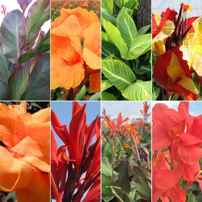 The Works Collection Canna Bulbs Perennial Growing Bonsai Roots Rhizomes Corms Tubers Potted Planting Reblooming Fragrant Garden Species Blooms Flower Seeds Plant Gardening