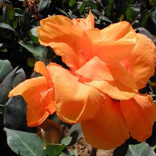 Wyoming Canna Bulbs Perennial Growing Bonsai Roots Rhizomes Corms Tubers Potted Planting Reblooming Fragrant Garden Species Blooms Flower Seeds Plant Gardening