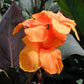 Wyoming Canna Bulbs Perennial Growing Bonsai Roots Rhizomes Corms Tubers Potted Planting Reblooming Fragrant Garden Species Blooms Flower Seeds Plant Gardening