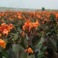 Wyoming Canna Bulbs Perennial Growing Bonsai Roots Rhizomes Corms Tubers Potted Planting Reblooming Fragrant Garden Species Blooms Flower Seeds Plant Gardening