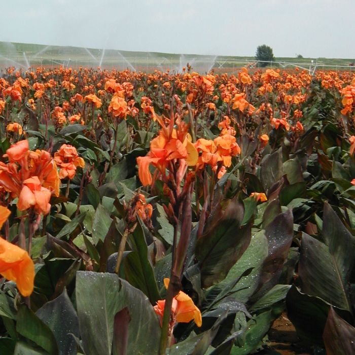 Wyoming Canna Bulbs Perennial Growing Bonsai Roots Rhizomes Corms Tubers Potted Planting Reblooming Fragrant Garden Species Blooms Flower Seeds Plant Gardening