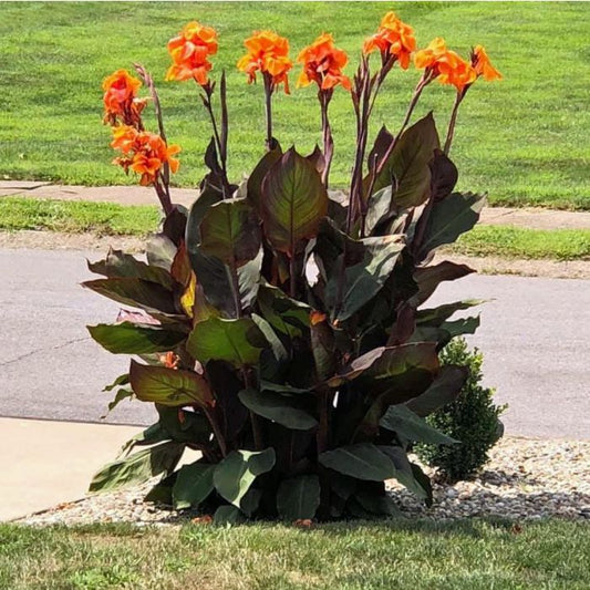 Wyoming Canna Bulbs Perennial Growing Bonsai Roots Rhizomes Corms Tubers Potted Planting Reblooming Fragrant Garden Species Blooms Flower Seeds Plant Gardening