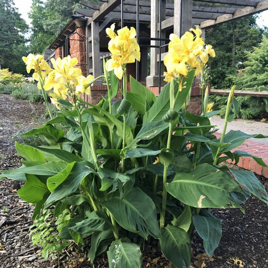 Yellow Futurity Canna Bulbs Perennial Growing Bonsai Roots Rhizomes Corms Tubers Potted Planting Reblooming Fragrant Garden Species Blooms Flower Seeds Plant Gardening