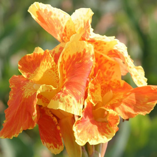 Yellow King Humbert Canna Bulbs Perennial Growing Bonsai Roots Rhizomes Corms Tubers Potted Planting Reblooming Fragrant Garden Species Blooms Flower Seeds Plant Gardening