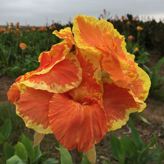 Yellow King Humbert Canna Bulbs Perennial Growing Bonsai Roots Rhizomes Corms Tubers Potted Planting Reblooming Fragrant Garden Species Blooms Flower Seeds Plant Gardening