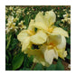 Yellow Futurity Canna Bulbs Perennial Growing Bonsai Roots Rhizomes Corms Tubers Potted Planting Reblooming Fragrant Garden Species Blooms Flower Seeds Plant Gardening